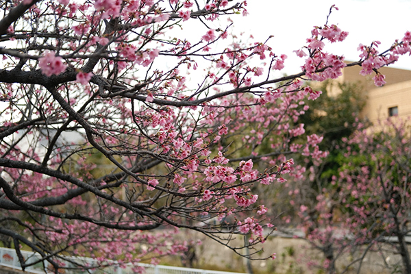 怎么游华山