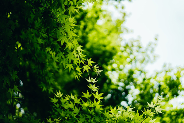 浣溪沙 樱桃赏析