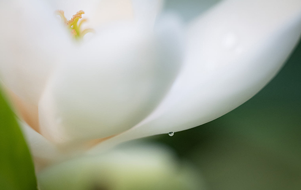 后庭花 什么花